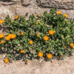 Календула лекарственная — общий вид (Calendula officinalis)