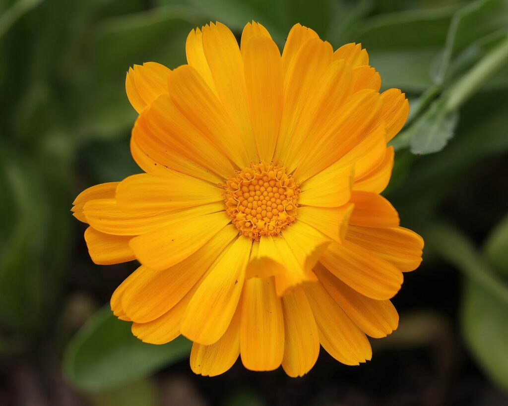 Календула лекарственная — общий вид (Calendula officinalis)