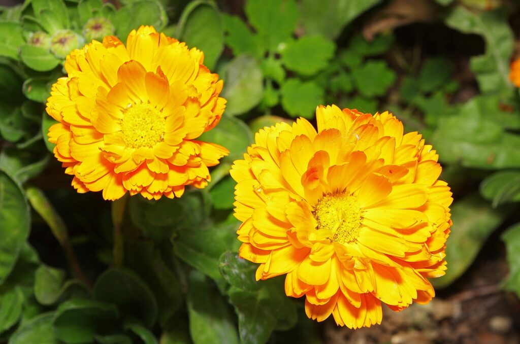 Календула лекарственная — общий вид (Calendula officinalis)