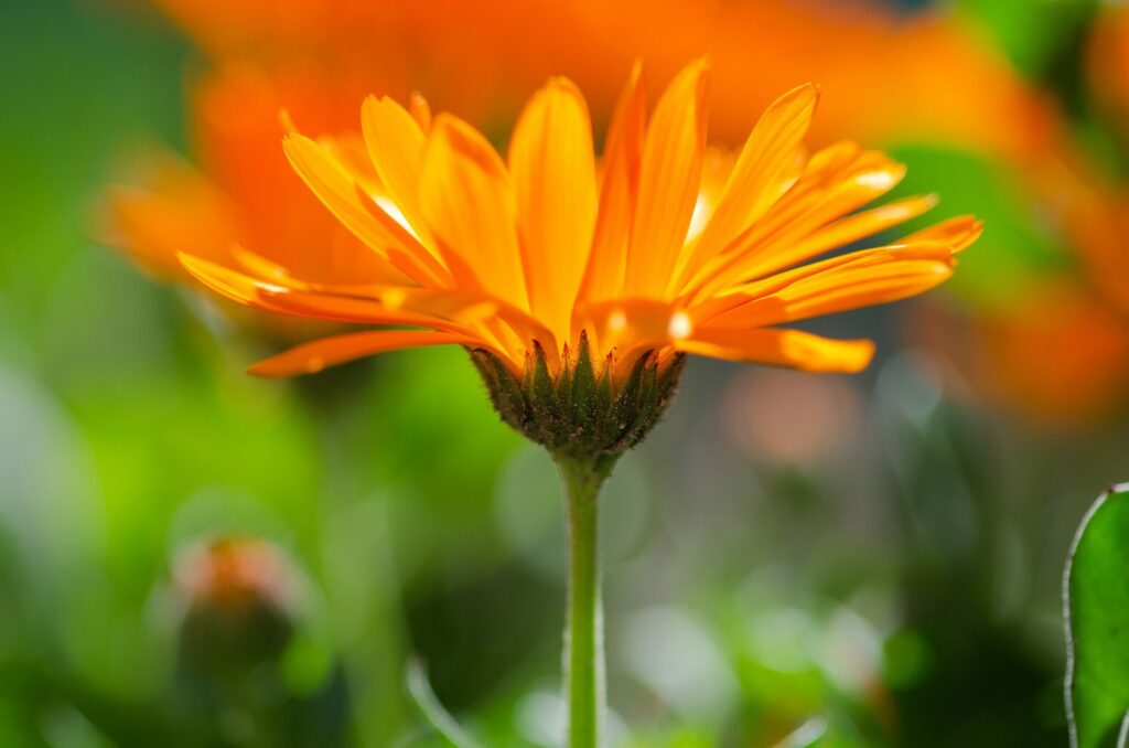Календула лекарственная — общий вид (Calendula officinalis)