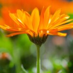 Календула лекарственная — общий вид (Calendula officinalis)