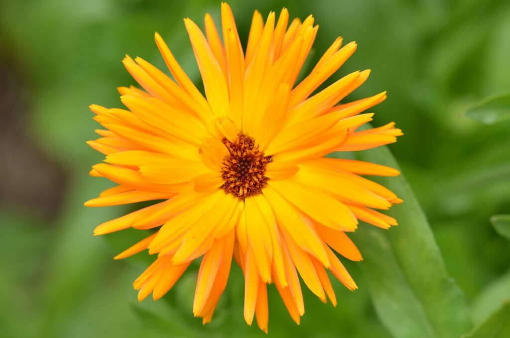 Календула лекарственная — общий вид (Calendula officinalis)