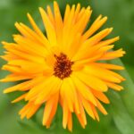Календула лекарственная — общий вид (Calendula officinalis)