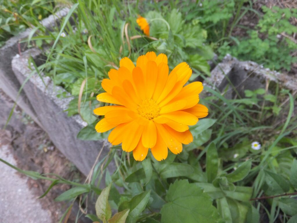 Календула лекарственная — цветки (Calendula officinalis)