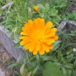 Календула лекарственная — цветки (Calendula officinalis)