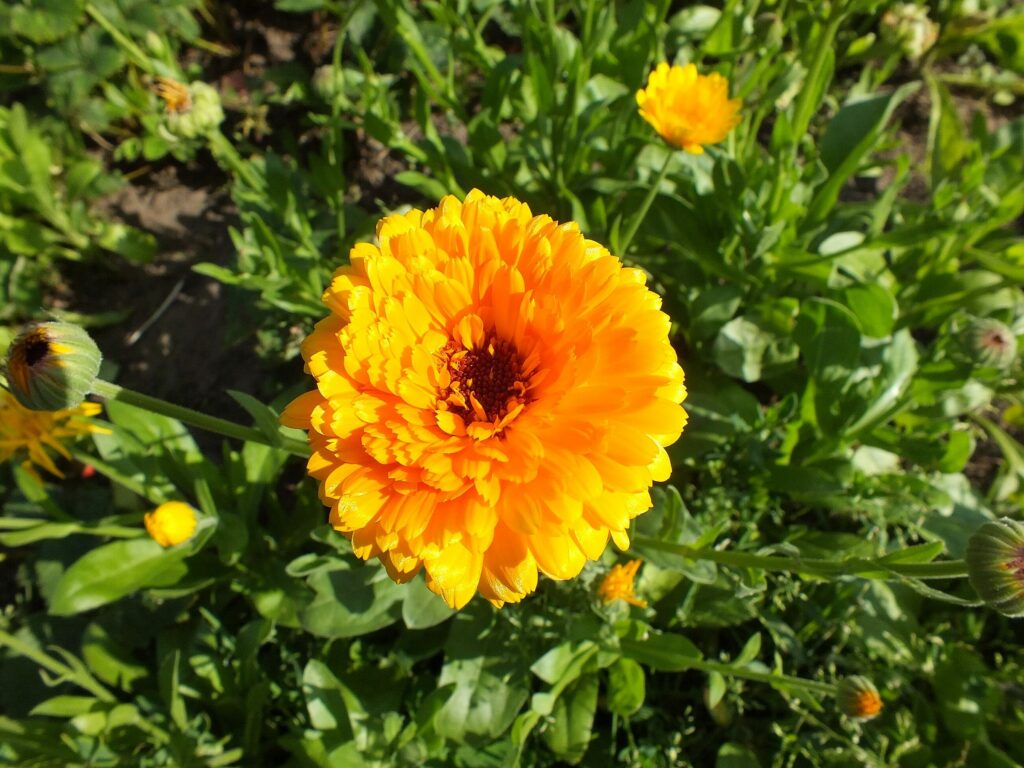Календула лекарственная — цветки (Calendula officinalis)