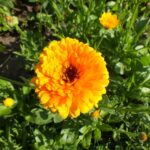 Календула лекарственная — цветки (Calendula officinalis)