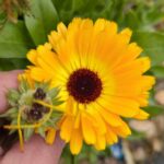 Календула лекарственная (Calendula officinalis)