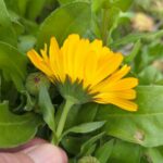 Календула лекарственная (Calendula officinalis)