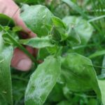 Календула лекарственная (Calendula officinalis)