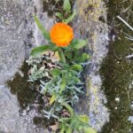 Календула лекарственная (Calendula officinalis)