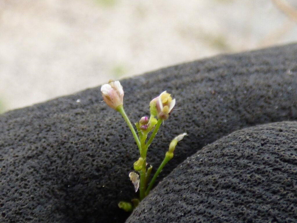 Пастушья сумка — цветки (Capsella bursa-pastoris)
