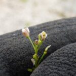 Пастушья сумка — цветки (Capsella bursa-pastoris)