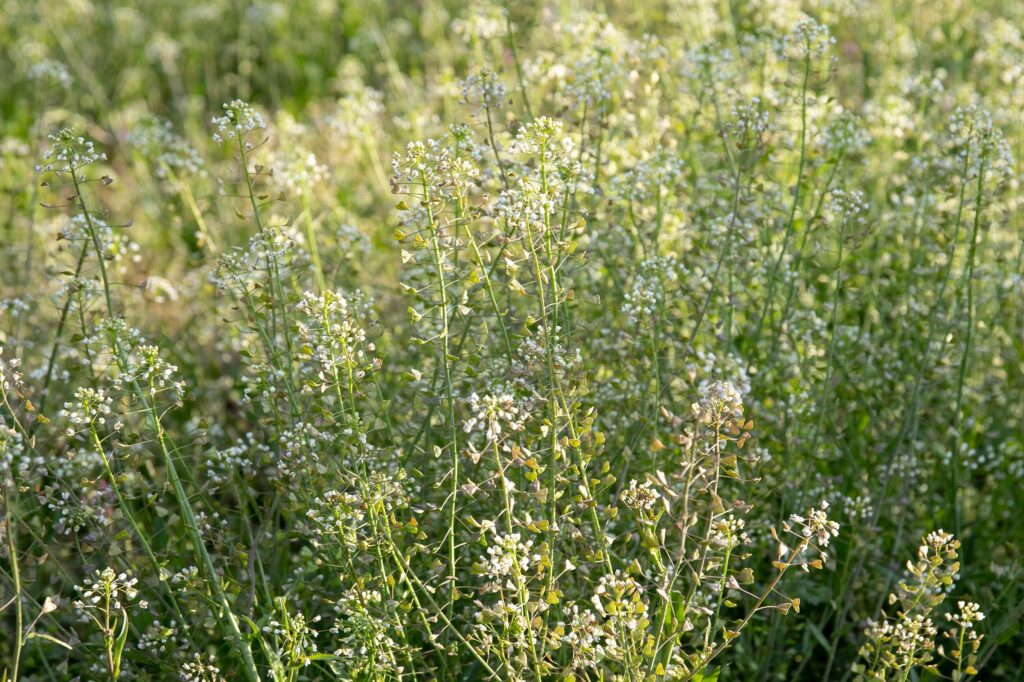 Пастушья сумка — общий вид (Capsella bursa-pastoris)