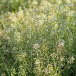 Пастушья сумка — общий вид (Capsella bursa-pastoris)