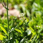 Пастушья сумка — общий вид (Capsella bursa-pastoris)