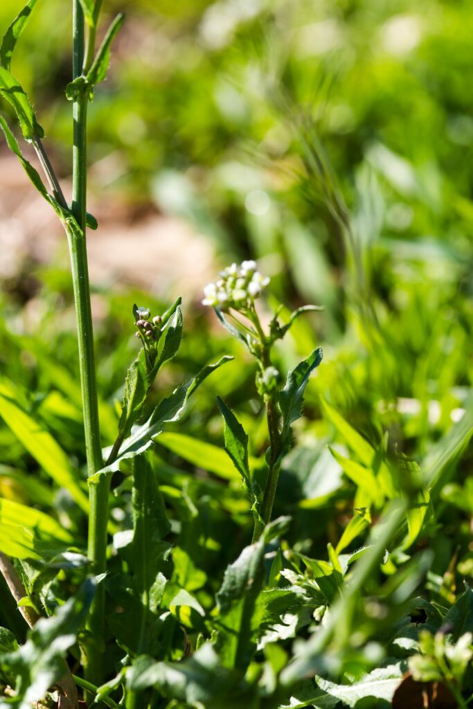 Пастушья сумка — общий вид (Capsella bursa-pastoris)