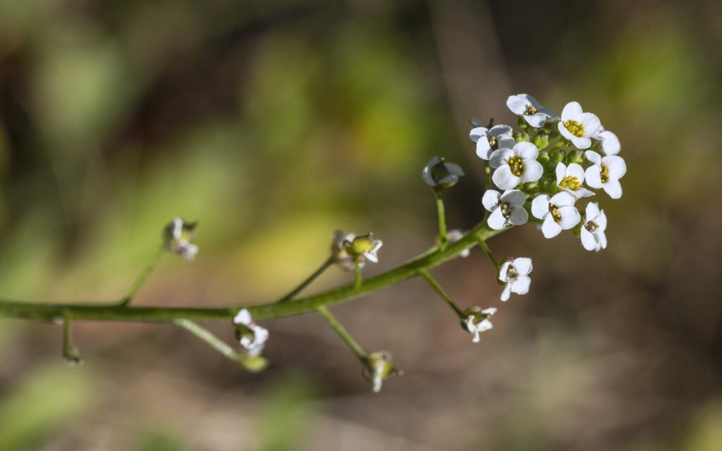 Пастушья сумка — общий вид (Capsella bursa-pastoris)