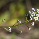 Пастушья сумка — общий вид (Capsella bursa-pastoris)