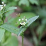 Пастушья сумка — общий вид (Capsella bursa-pastoris)