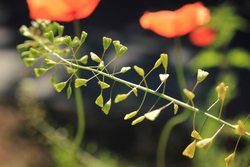 Пастушья сумка — общий вид (Capsella bursa-pastoris)