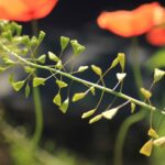 Пастушья сумка — общий вид (Capsella bursa-pastoris)