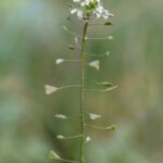 Пастушья сумка — общий вид (Capsella bursa-pastoris)