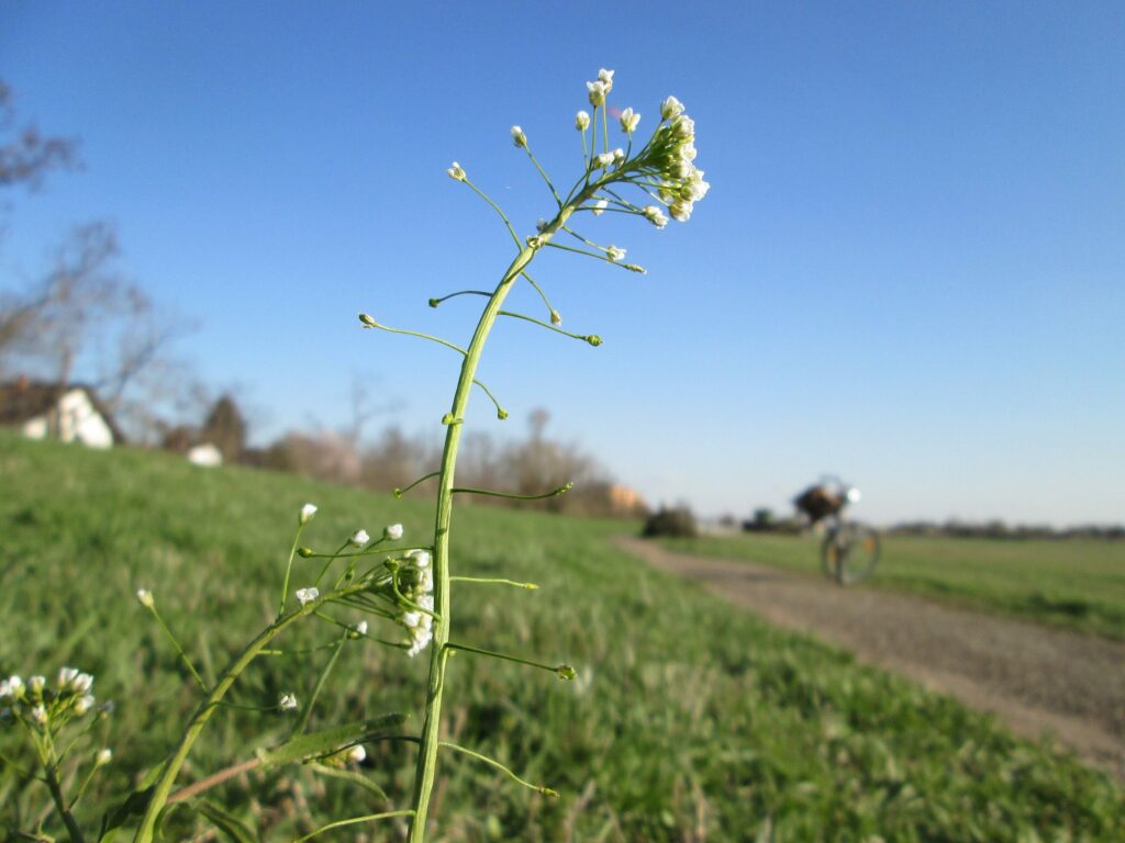 Пастушья сумка — общий вид (Capsella bursa-pastoris)