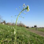 Пастушья сумка — общий вид (Capsella bursa-pastoris)