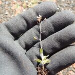 Пастушья сумка — общий вид (Capsella bursa-pastoris)