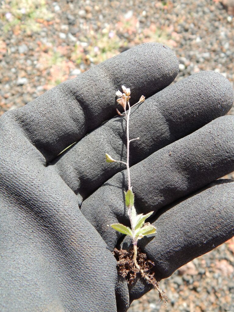 Пастушья сумка — общий вид (Capsella bursa-pastoris)