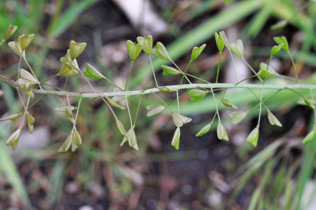 Пастушья сумка — общий вид (Capsella bursa-pastoris)