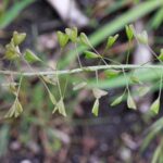 Пастушья сумка — общий вид (Capsella bursa-pastoris)