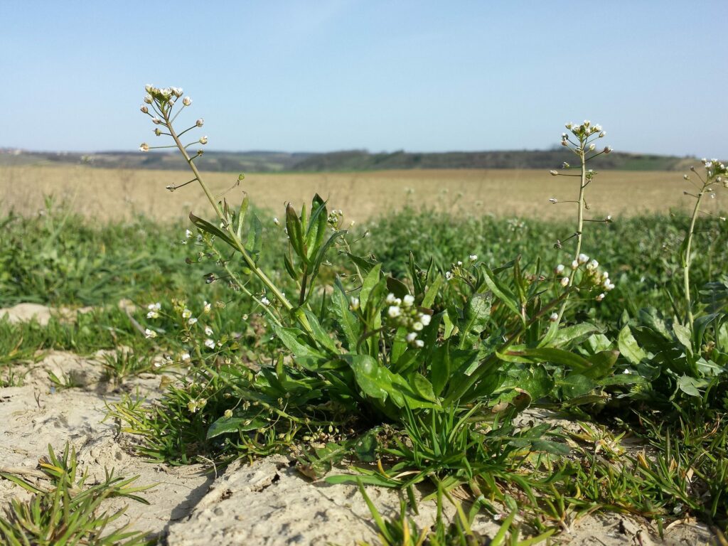Пастушья сумка — общий вид (Capsella bursa-pastoris)