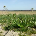 Пастушья сумка — общий вид (Capsella bursa-pastoris)