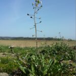 Пастушья сумка — общий вид (Capsella bursa-pastoris)