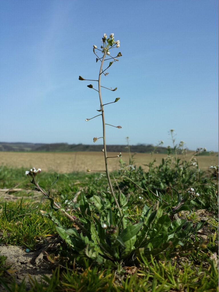 Пастушья сумка — общий вид (Capsella bursa-pastoris)