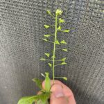 Пастушья сумка (Capsella bursa-pastoris)