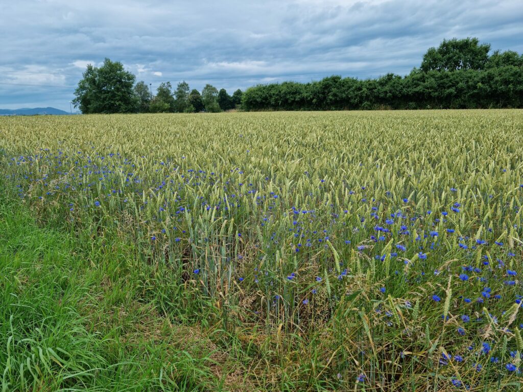 Василёк синий — общий вид (Centaurea cyanus)