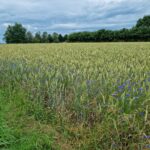 Василёк синий — общий вид (Centaurea cyanus)