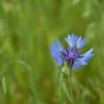 Василёк синий — общий вид (Centaurea cyanus)