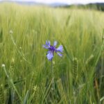 Василёк синий — общий вид (Centaurea cyanus)