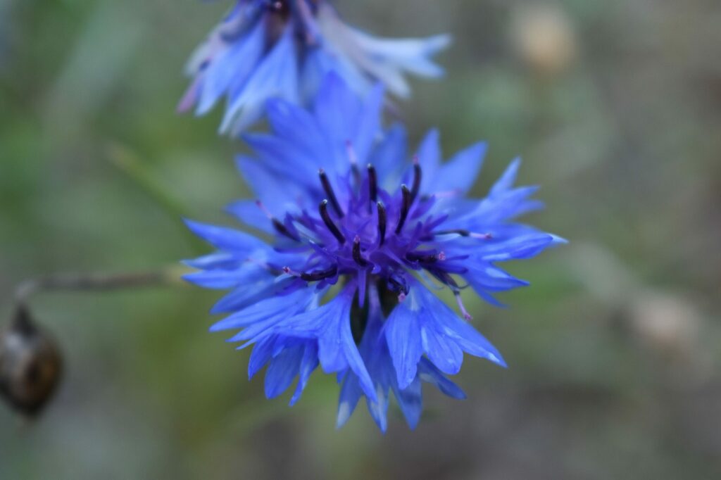 Василёк синий — цветки (Centaurea cyanus)