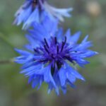Василёк синий — цветки (Centaurea cyanus)