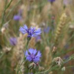 Василёк синий — общий вид (Centaurea cyanus)