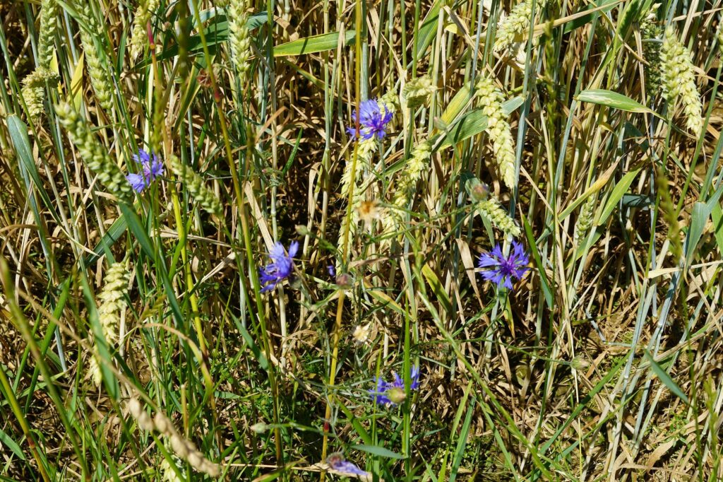 Василёк синий — цветки (Centaurea cyanus)
