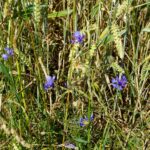 Василёк синий — цветки (Centaurea cyanus)