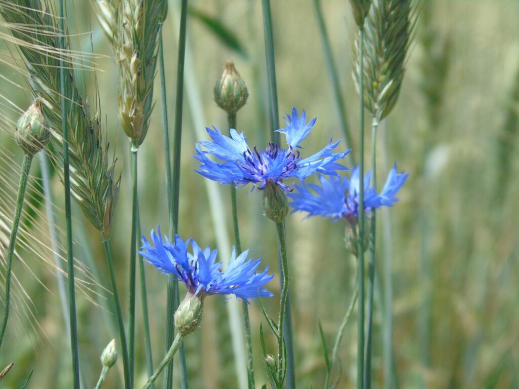 Василёк синий — цветки (Centaurea cyanus)