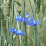 Василёк синий — цветки (Centaurea cyanus)