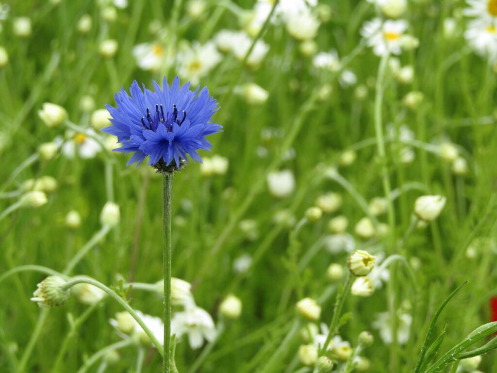 Василёк синий — цветки (Centaurea cyanus)